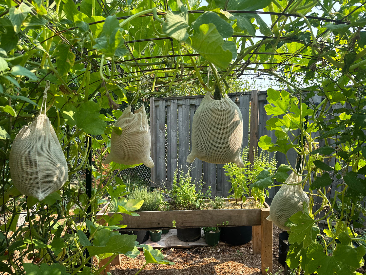 New England Pie Pumpkin Seedling
