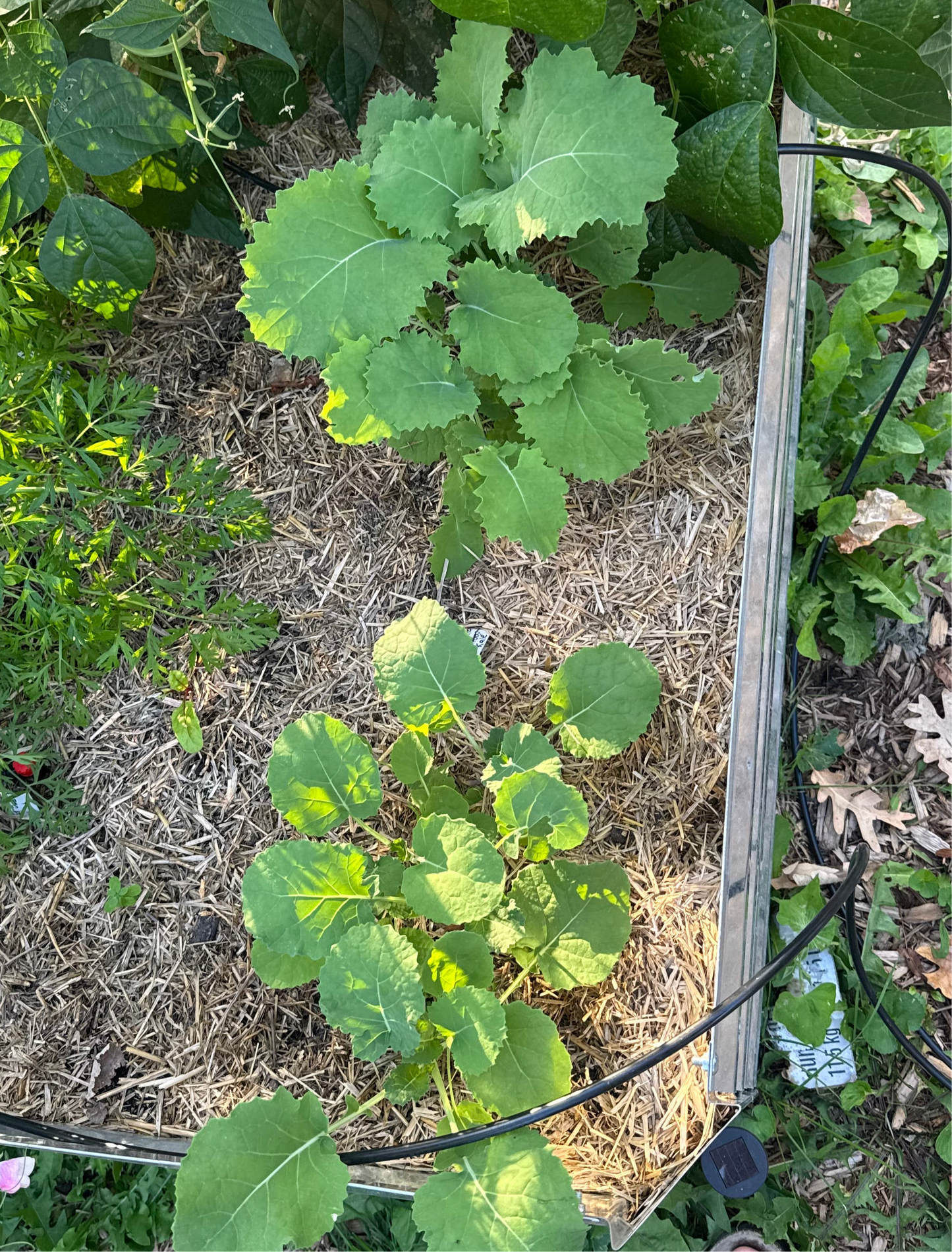 Siberian Kale Seedling