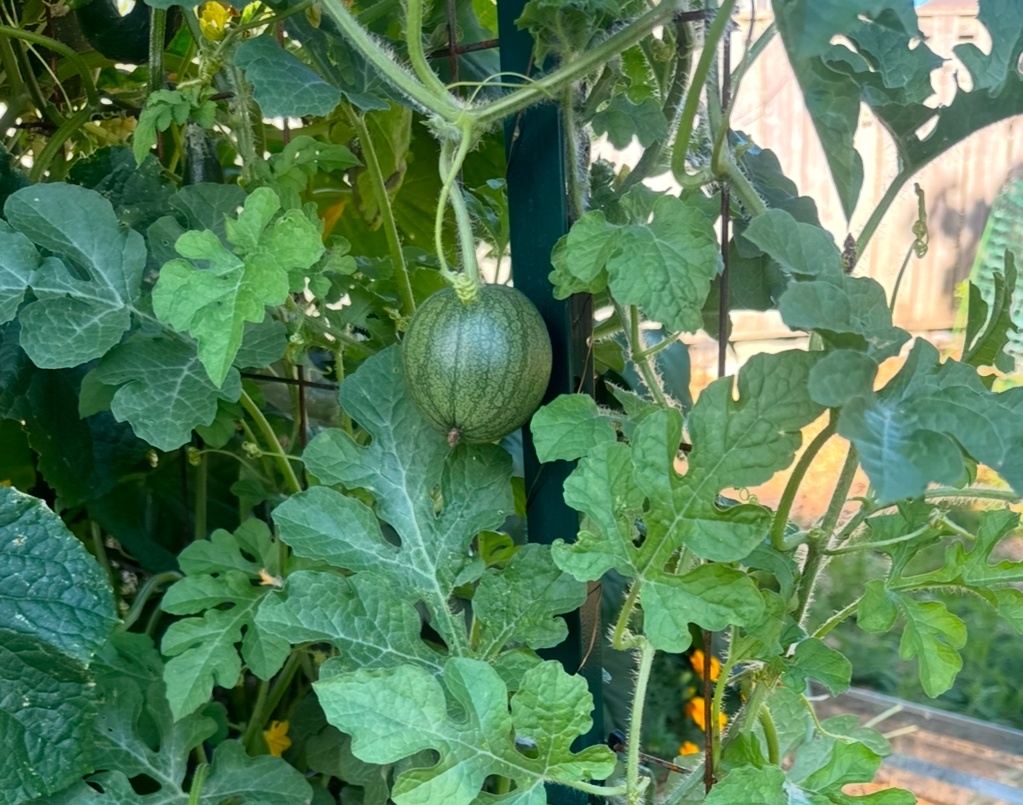 Early Moonbeam Watermelon Seedling