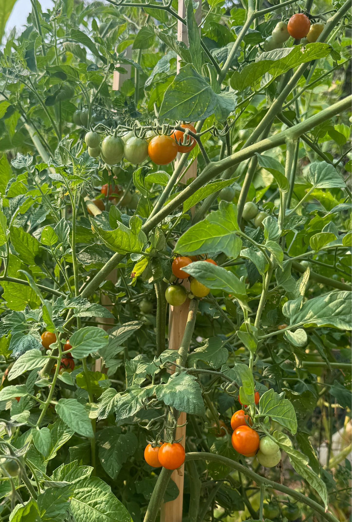 Golden Cherry Tomato Seedling