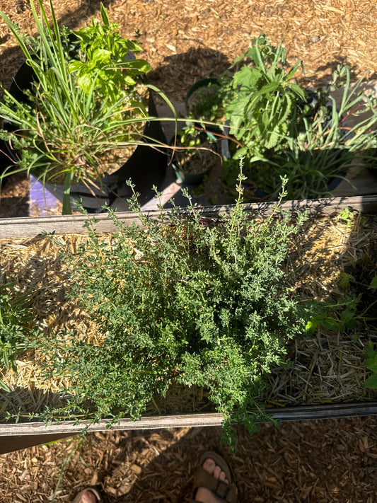 German Winter Thyme Seedling