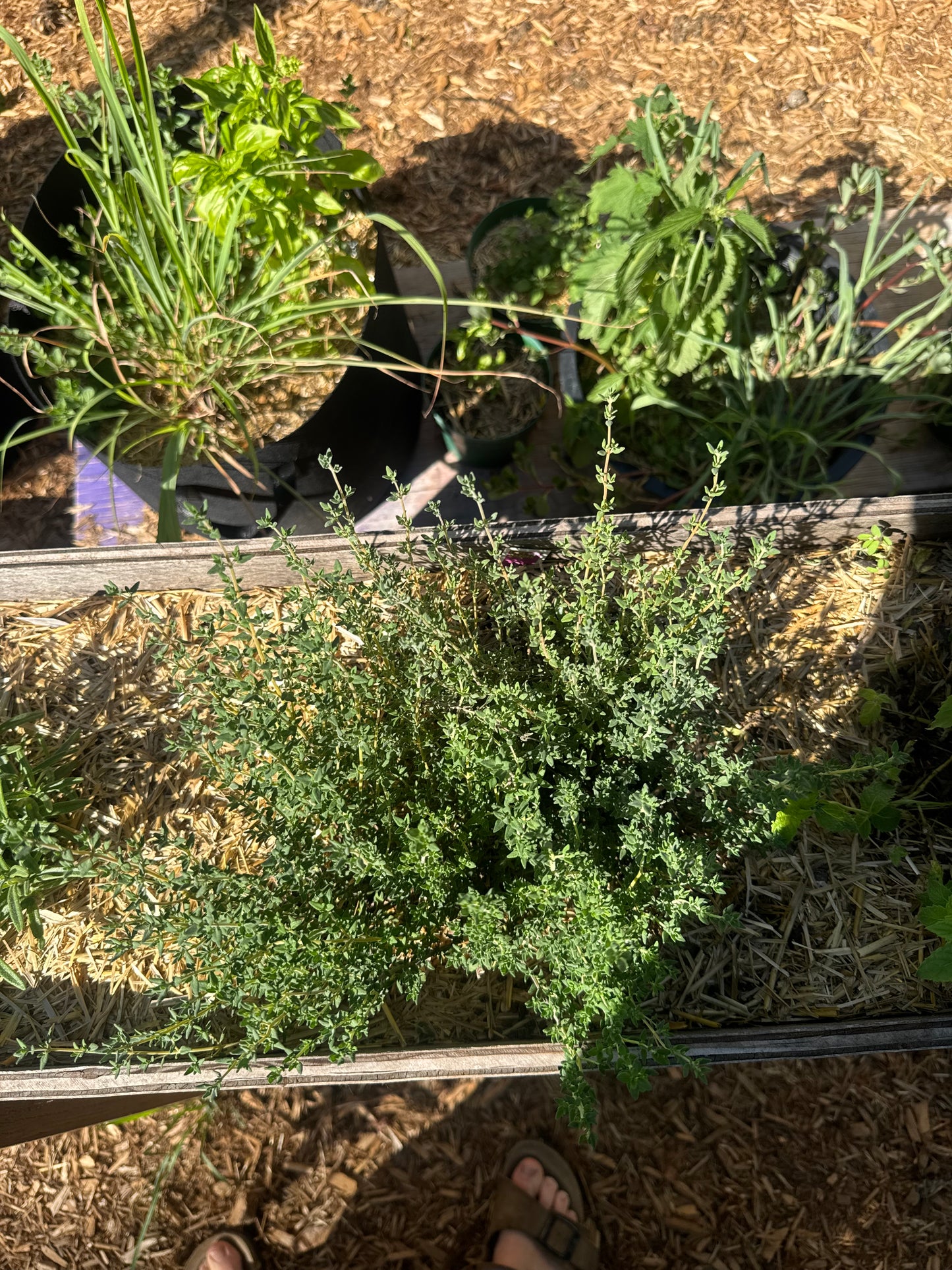 German Winter Thyme Seedling
