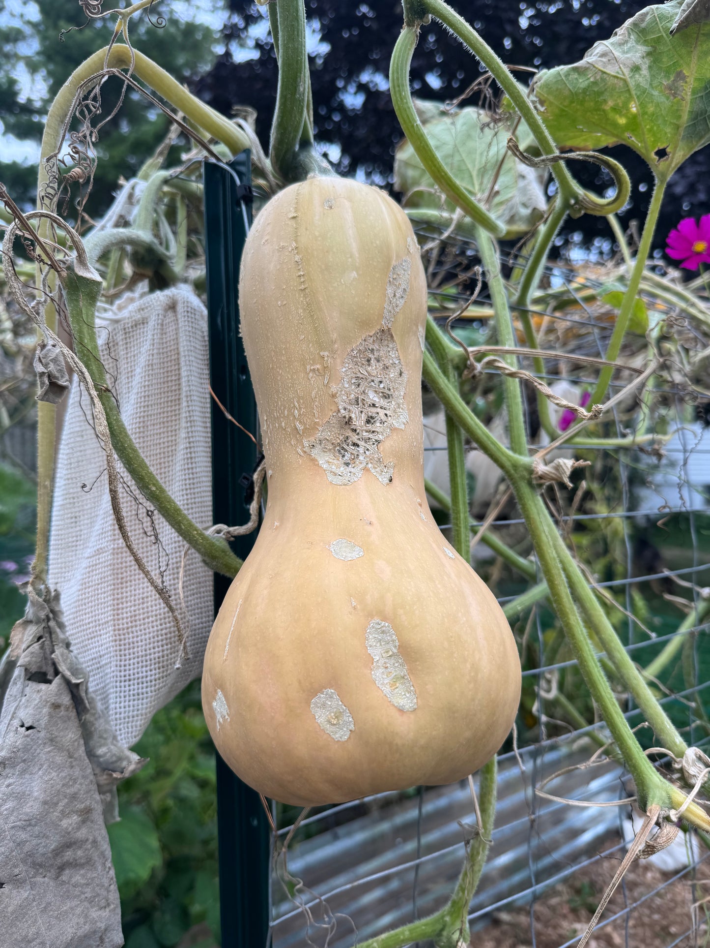Waltham Butternut Squash Seedling