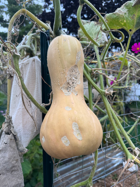 Waltham Butternut Squash Seedling