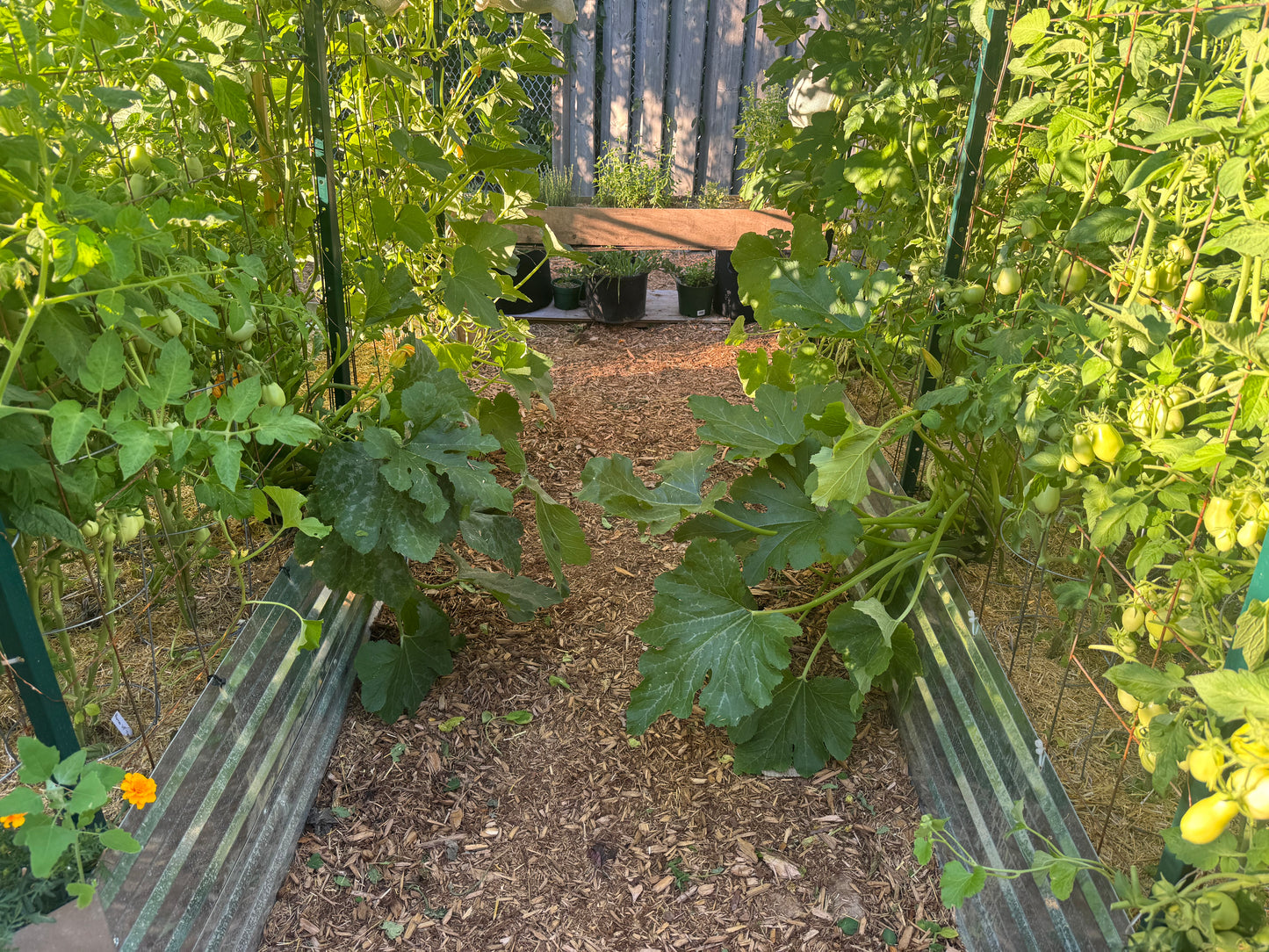 Mutabile Zucchini Seedling
