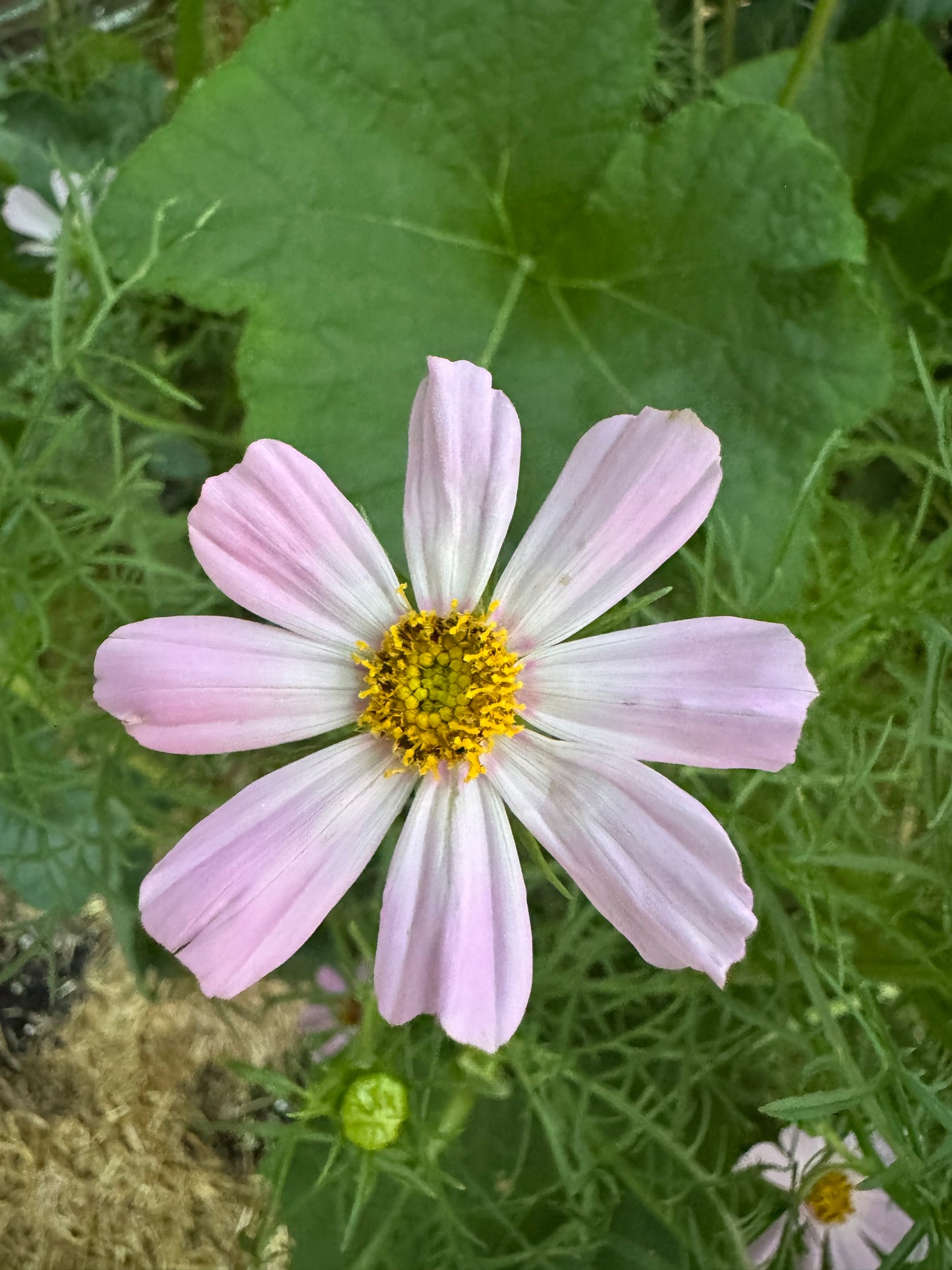Versailles Mix Cosmos Seedling