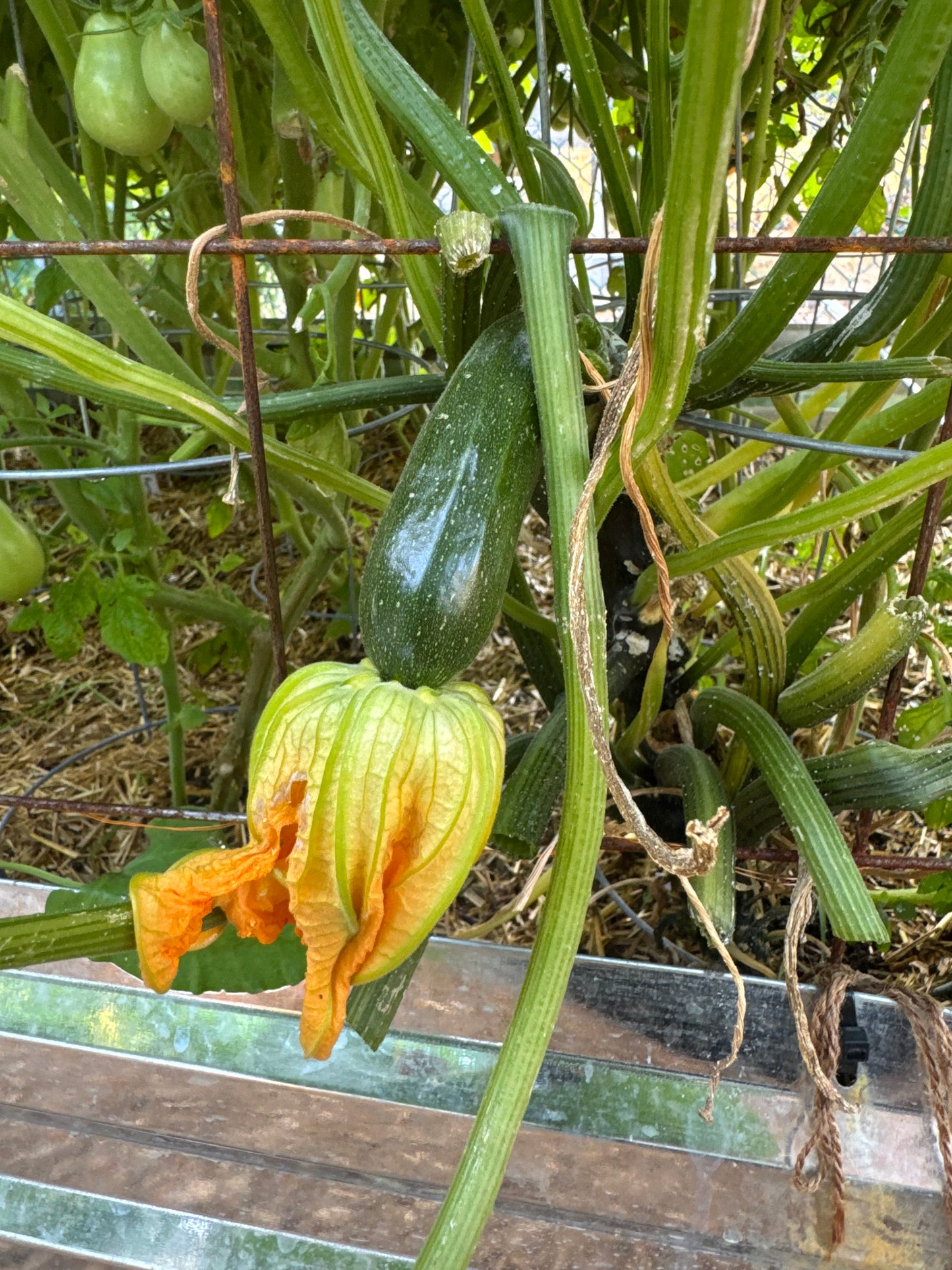 Mutabile Zucchini Seedling