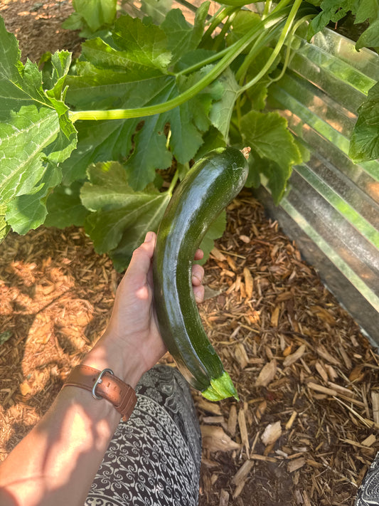 Mutabile Zucchini Seedling