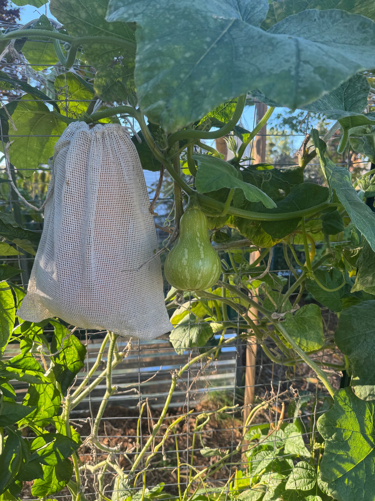 Waltham Butternut Squash Seedling