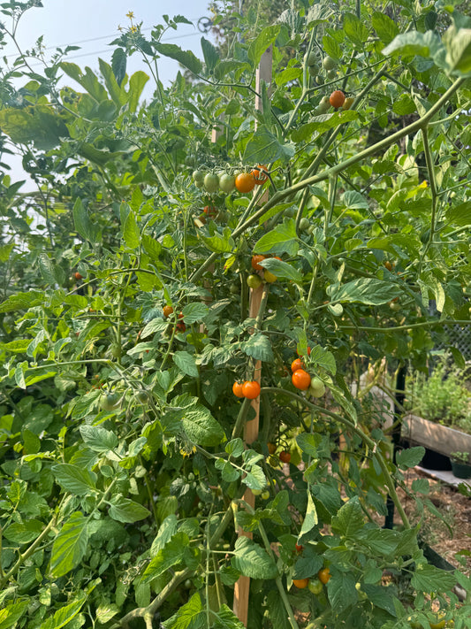 Golden Cherry Tomato Seedling