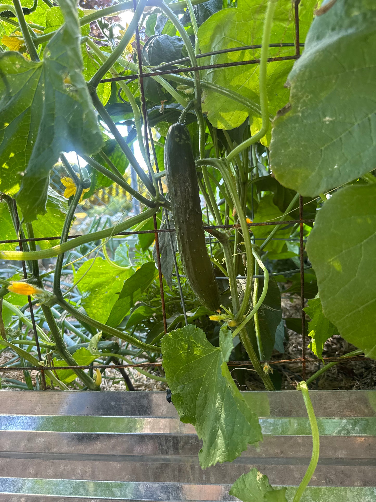 Shintowika Cucumber Seedling