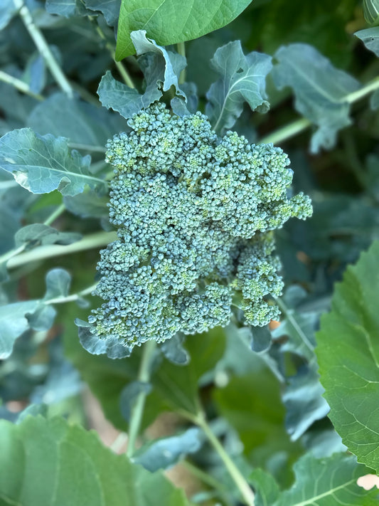 Waltham 29 Broccoli Seedling