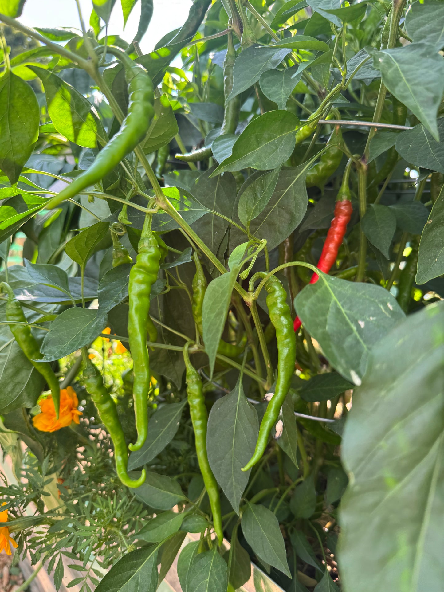 Cayenne Pepper Seedlings