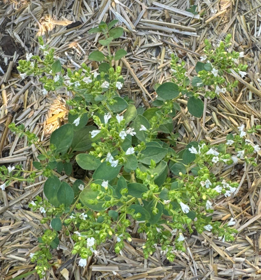 Oregano Seedling