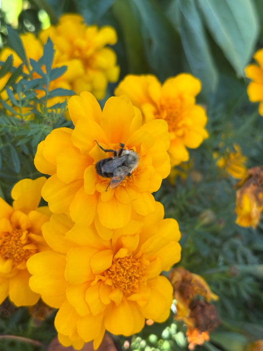 Marigold Seedling