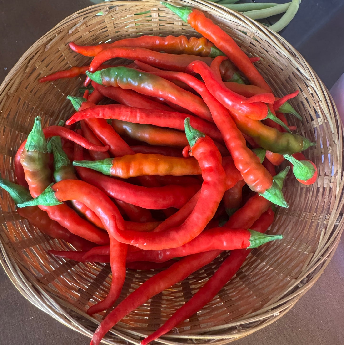 Cayenne Pepper Seedlings