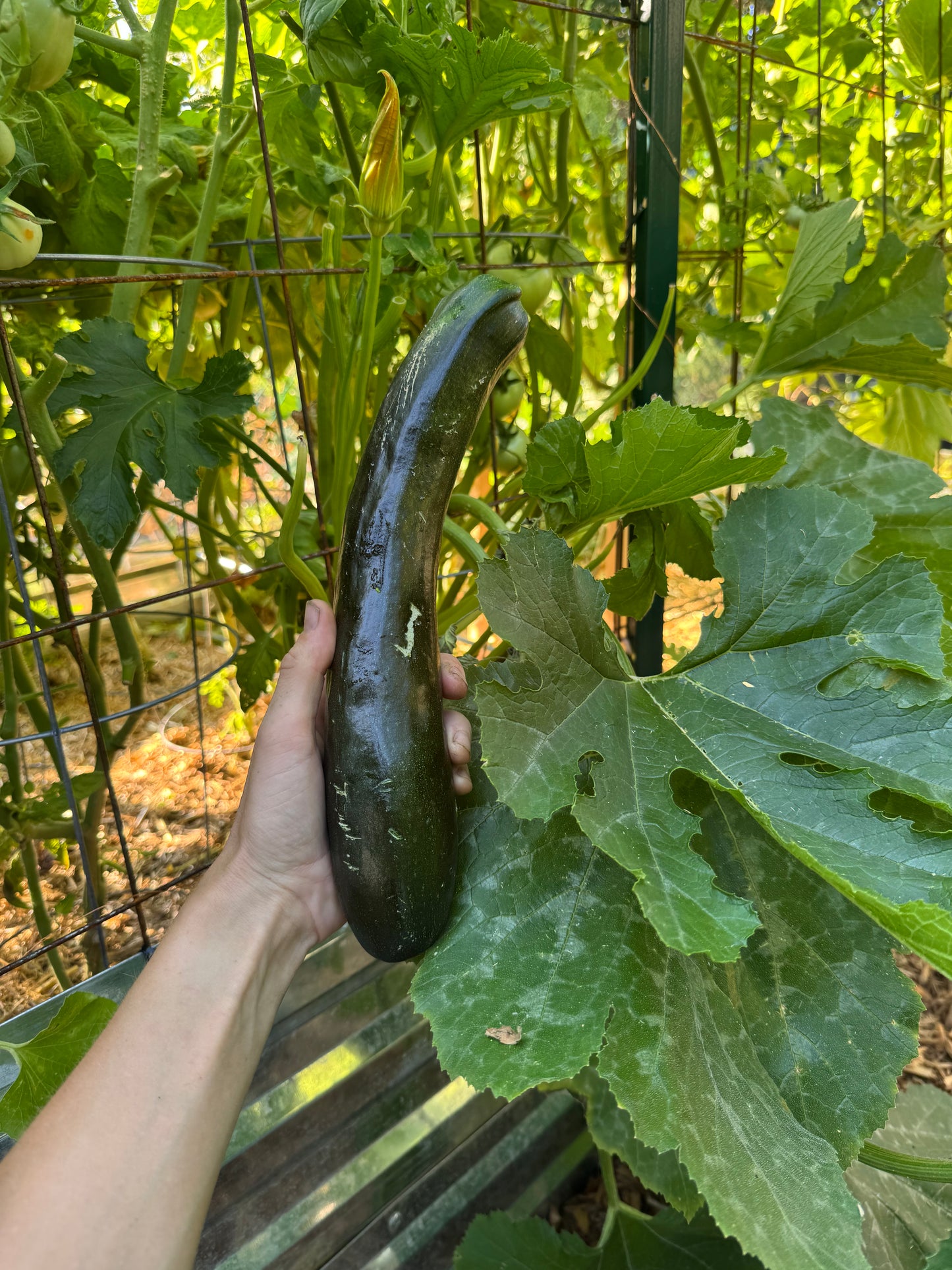Mutabile Zucchini Seedling