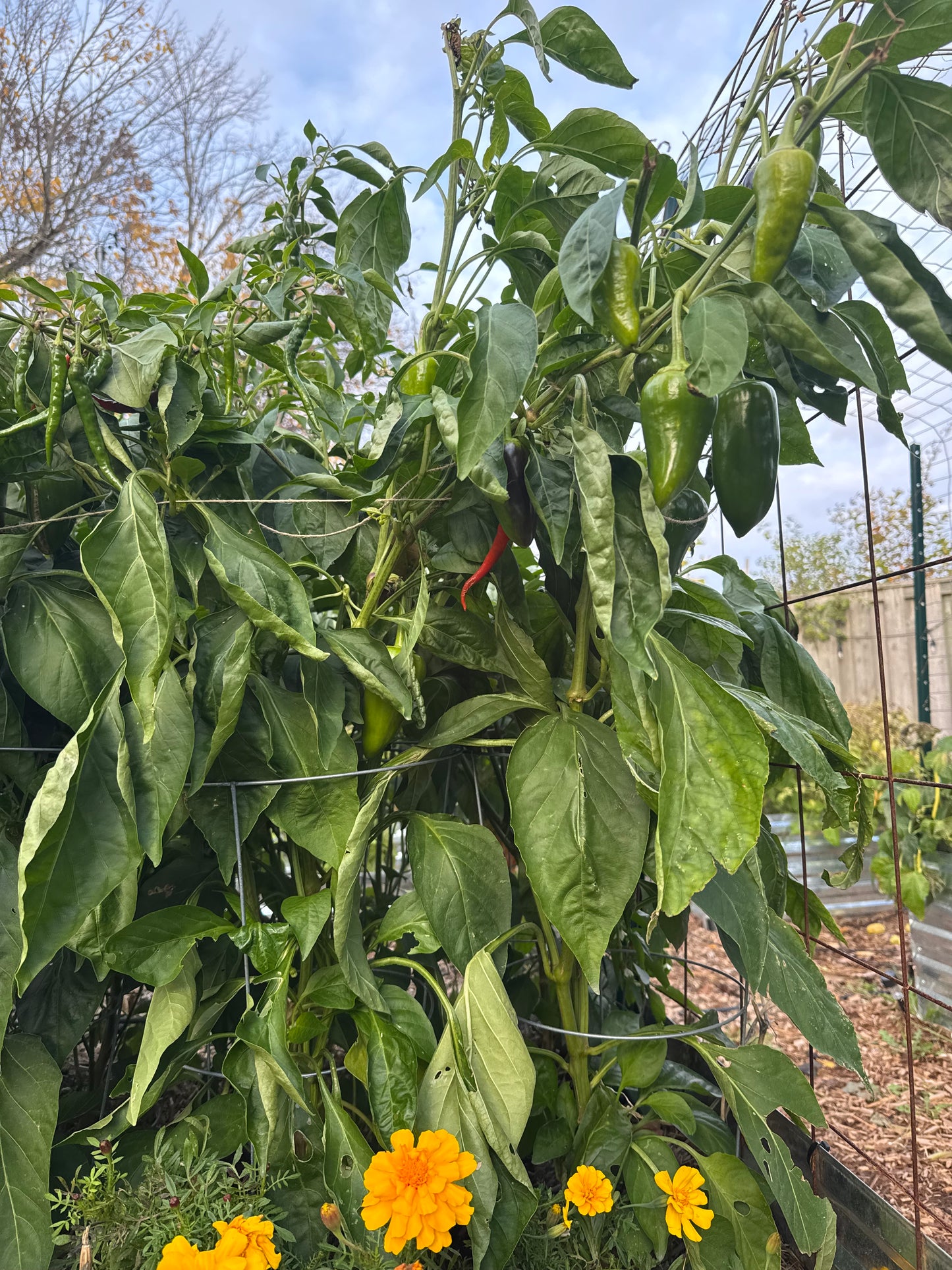 Cayenne Pepper Seedlings