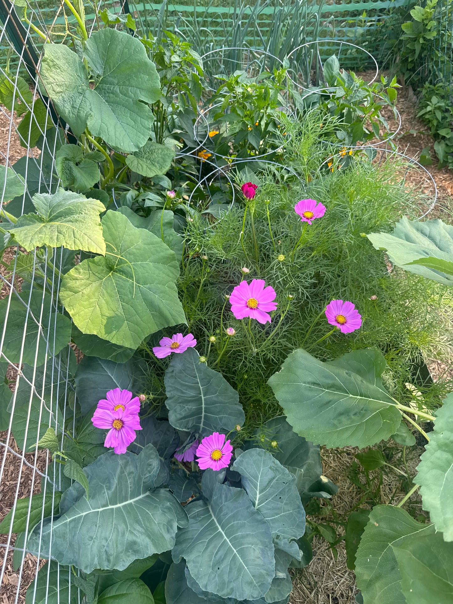 Versailles Mix Cosmos Seedling