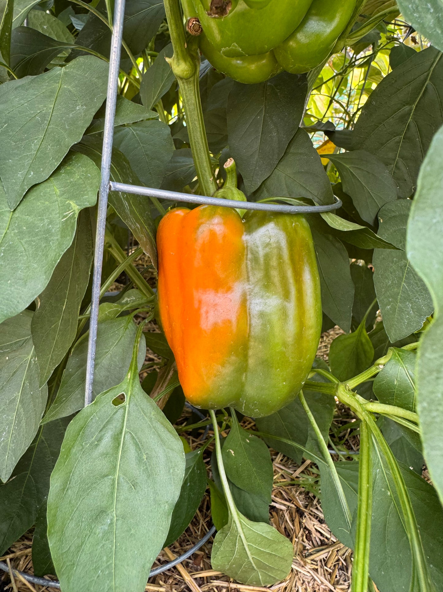 Orange Bell Pepper Seedling
