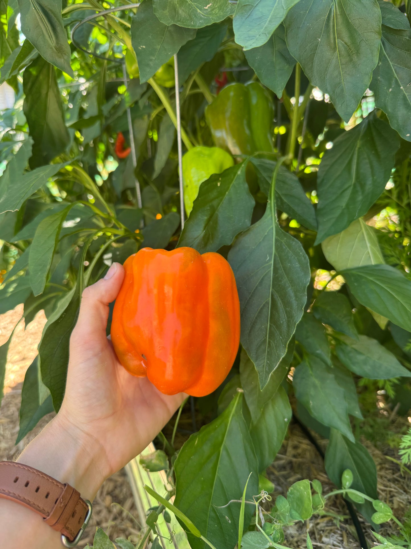 Orange Bell Pepper Seedling