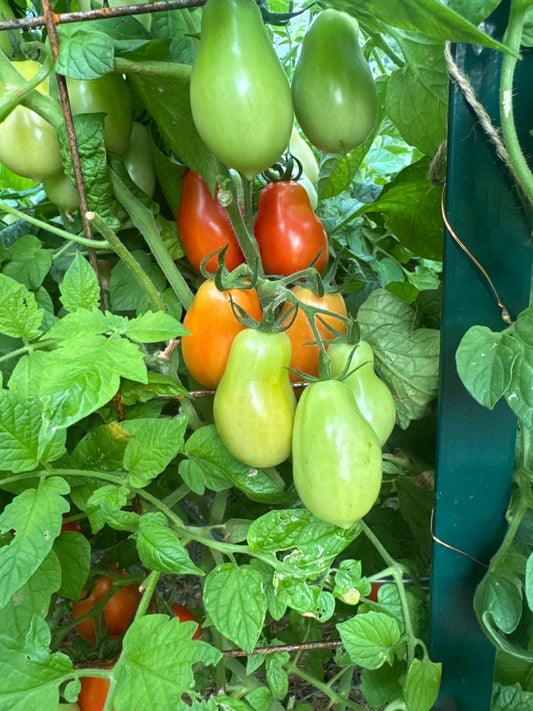 Roma Tomato Seedling