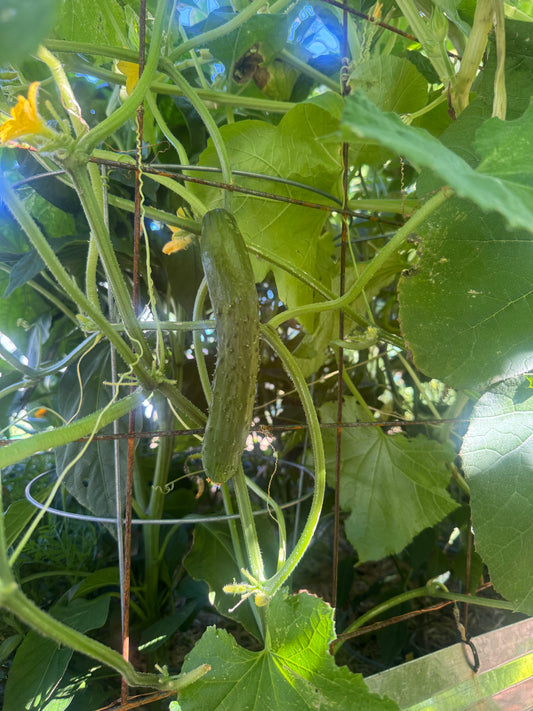 Shintowika Cucumber Seedling