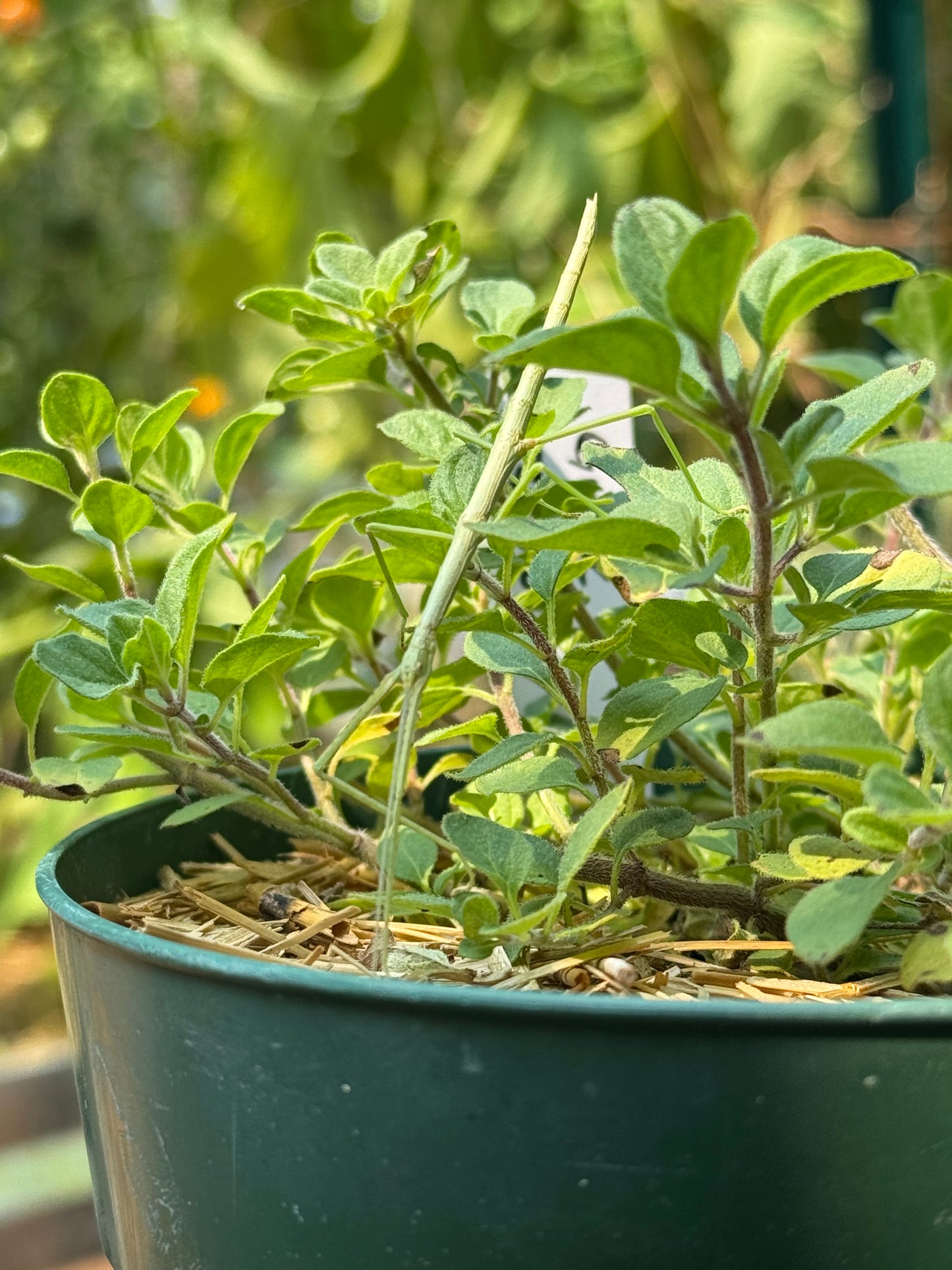 Oregano Seedling