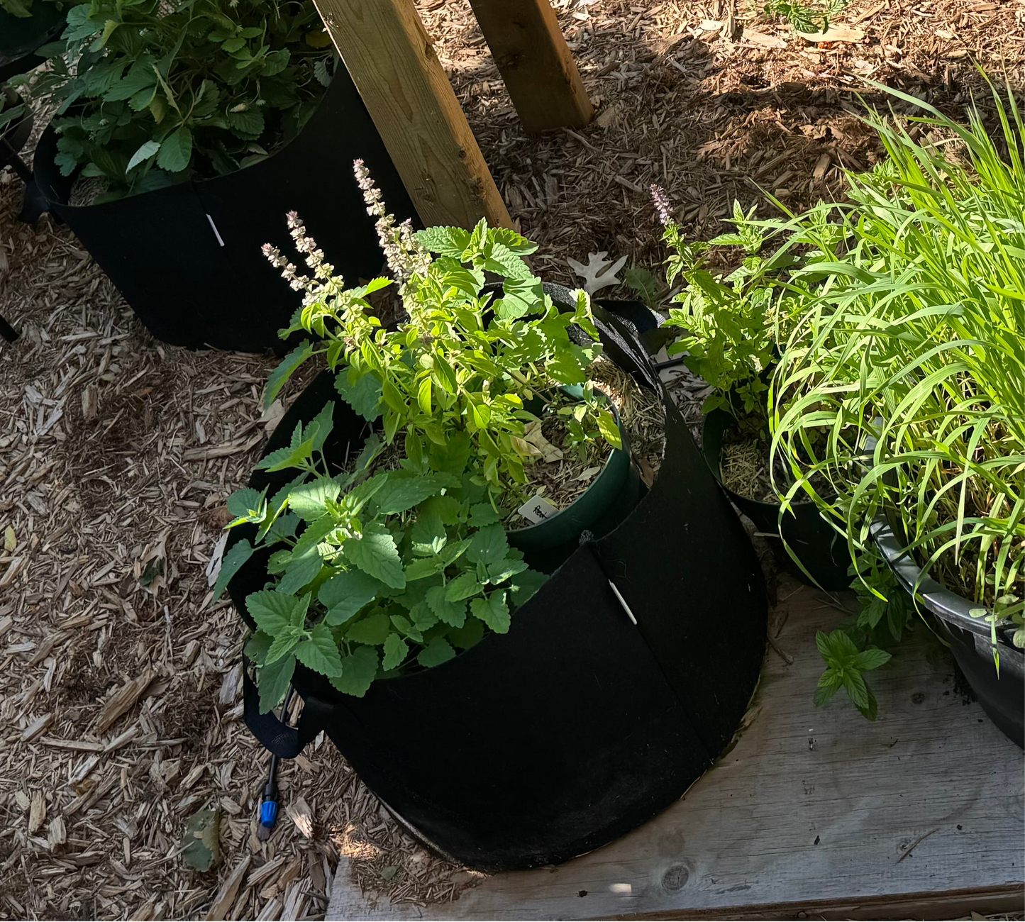Catnip Seedling