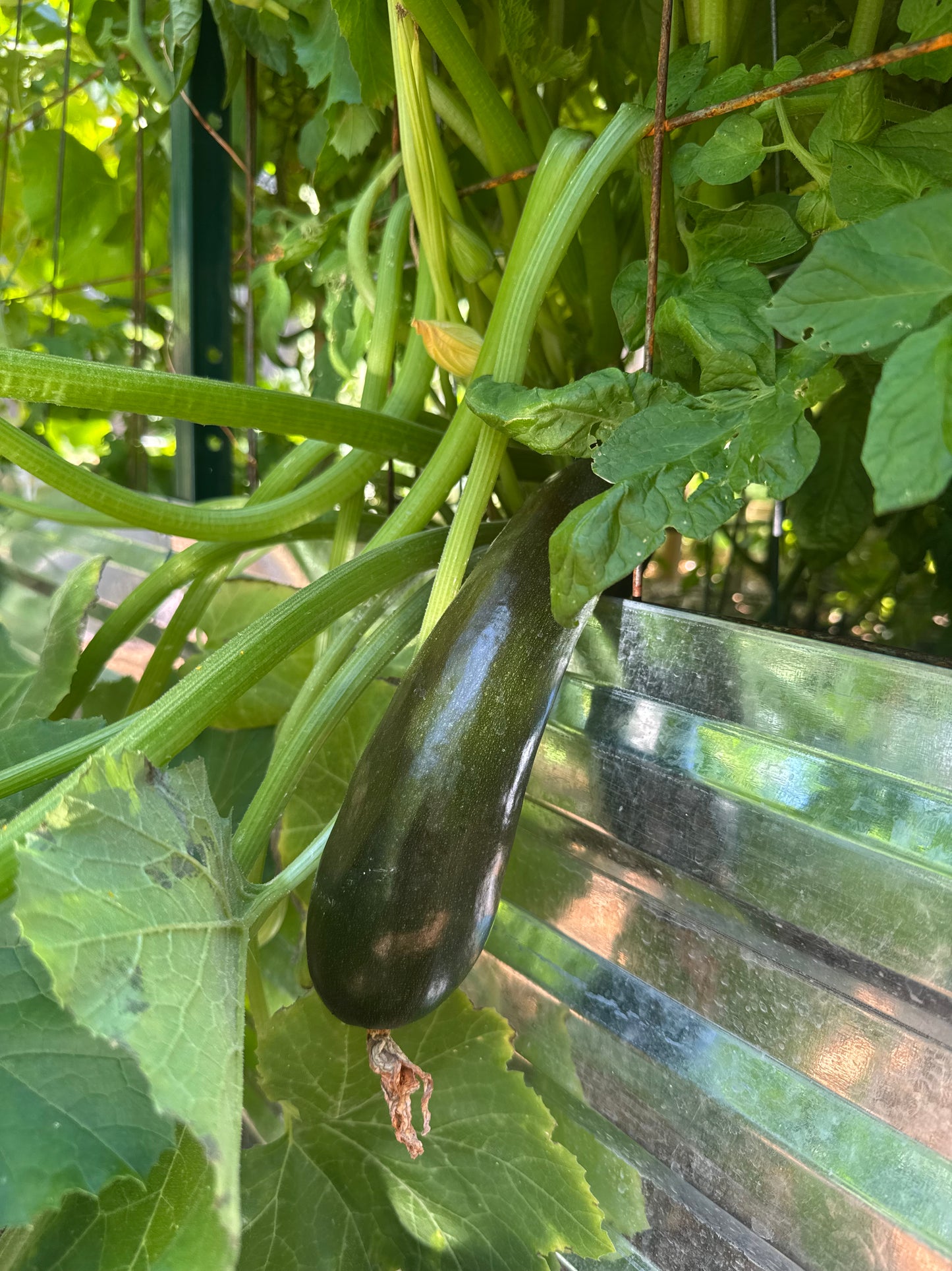 Mutabile Zucchini Seedling