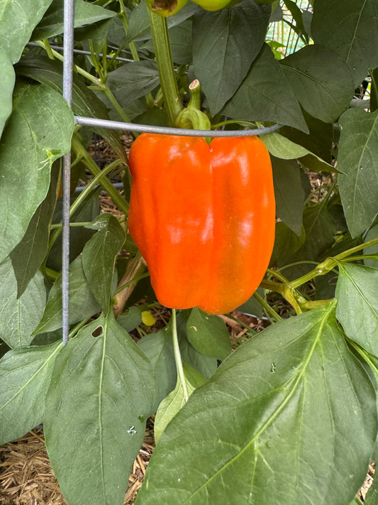 Orange Bell Pepper Seedling