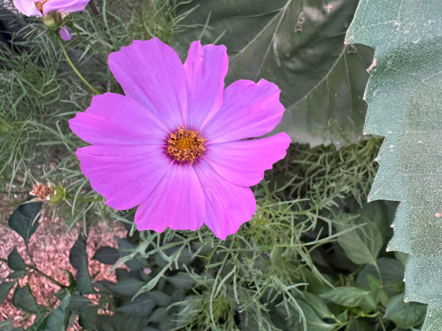 Versailles Mix Cosmos Seedling