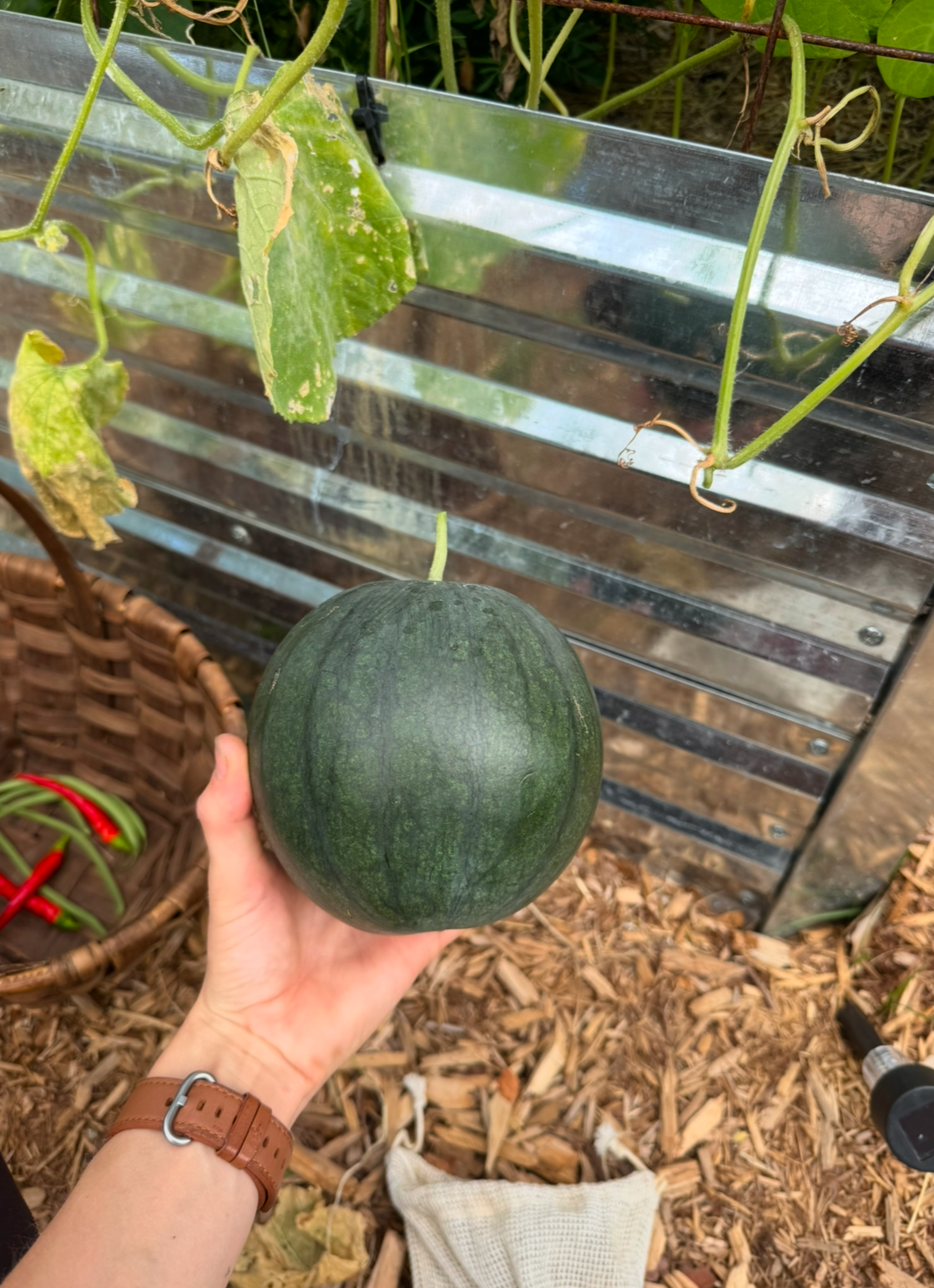 Sugar Baby Watermelon Seedling