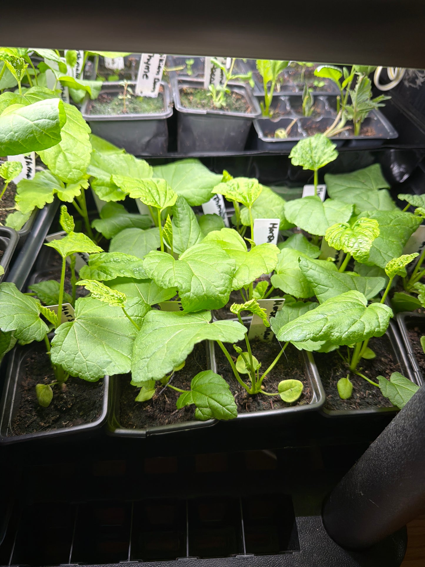 Marshmallow Seedling