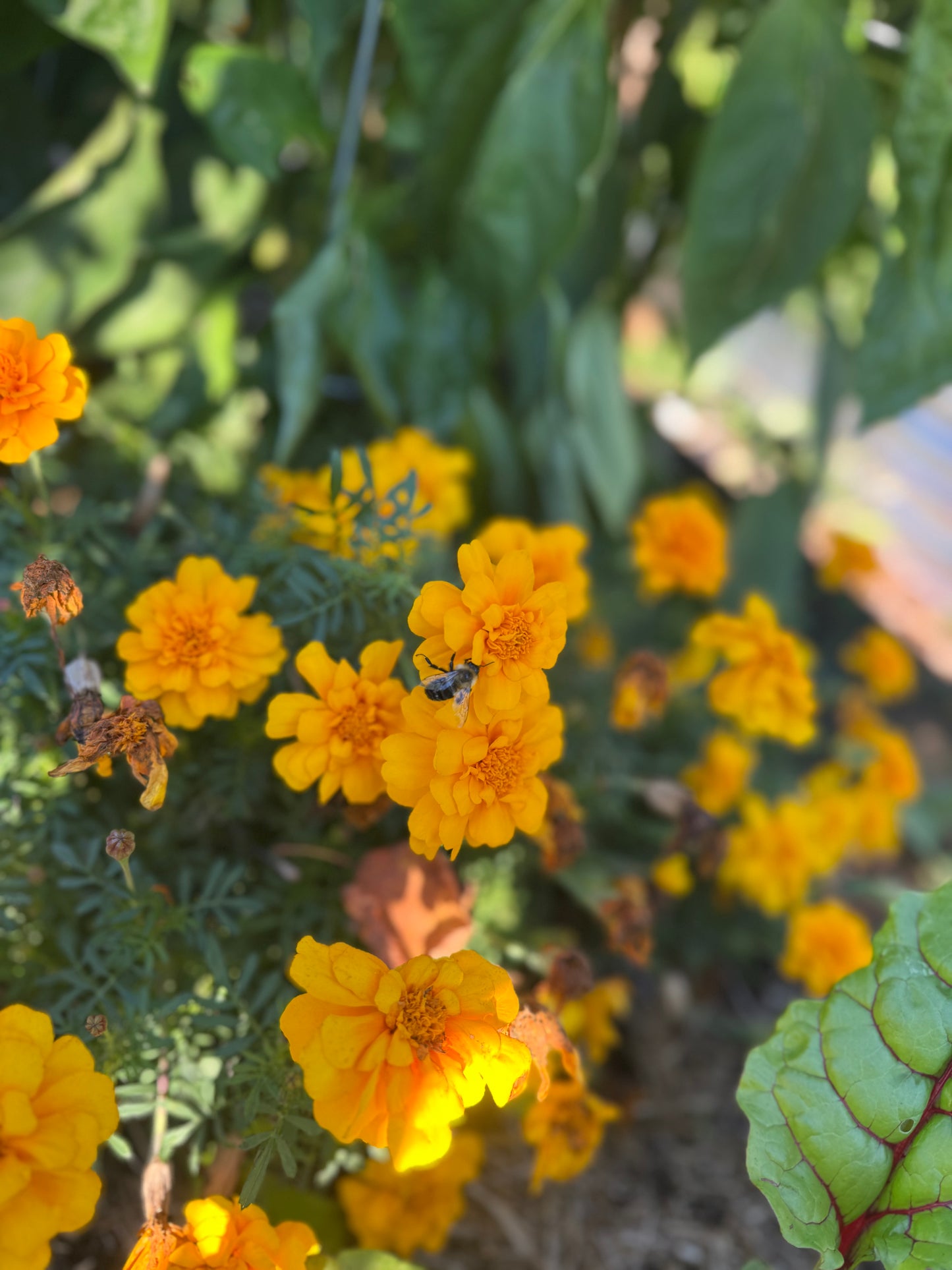 Marigold Seedling