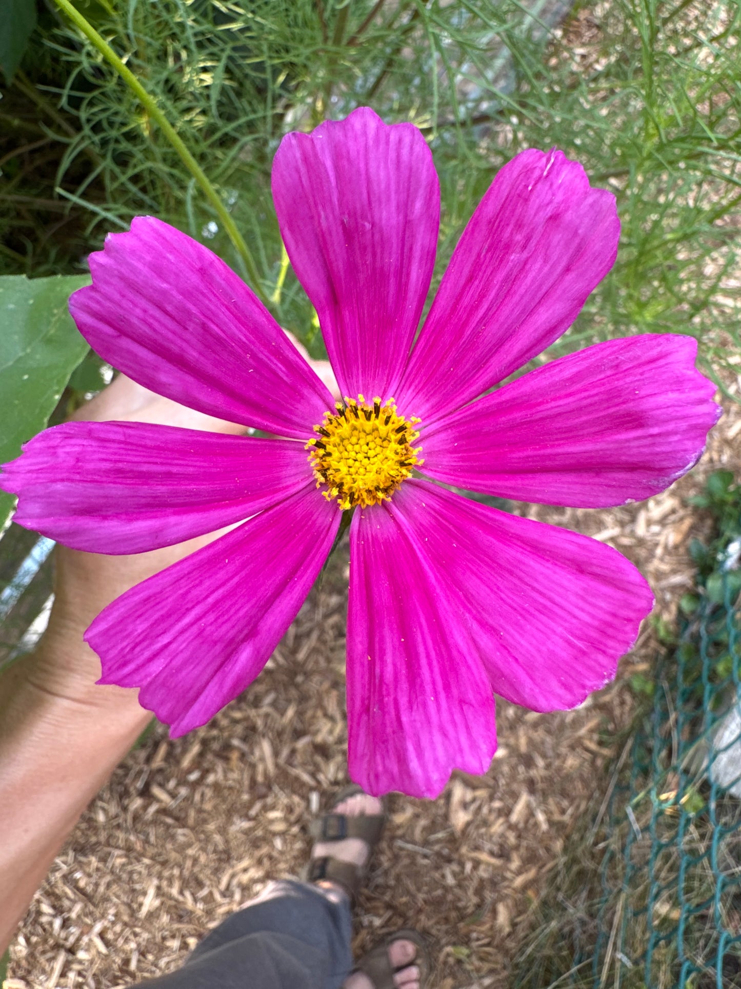 Versailles Mix Cosmos Seedling