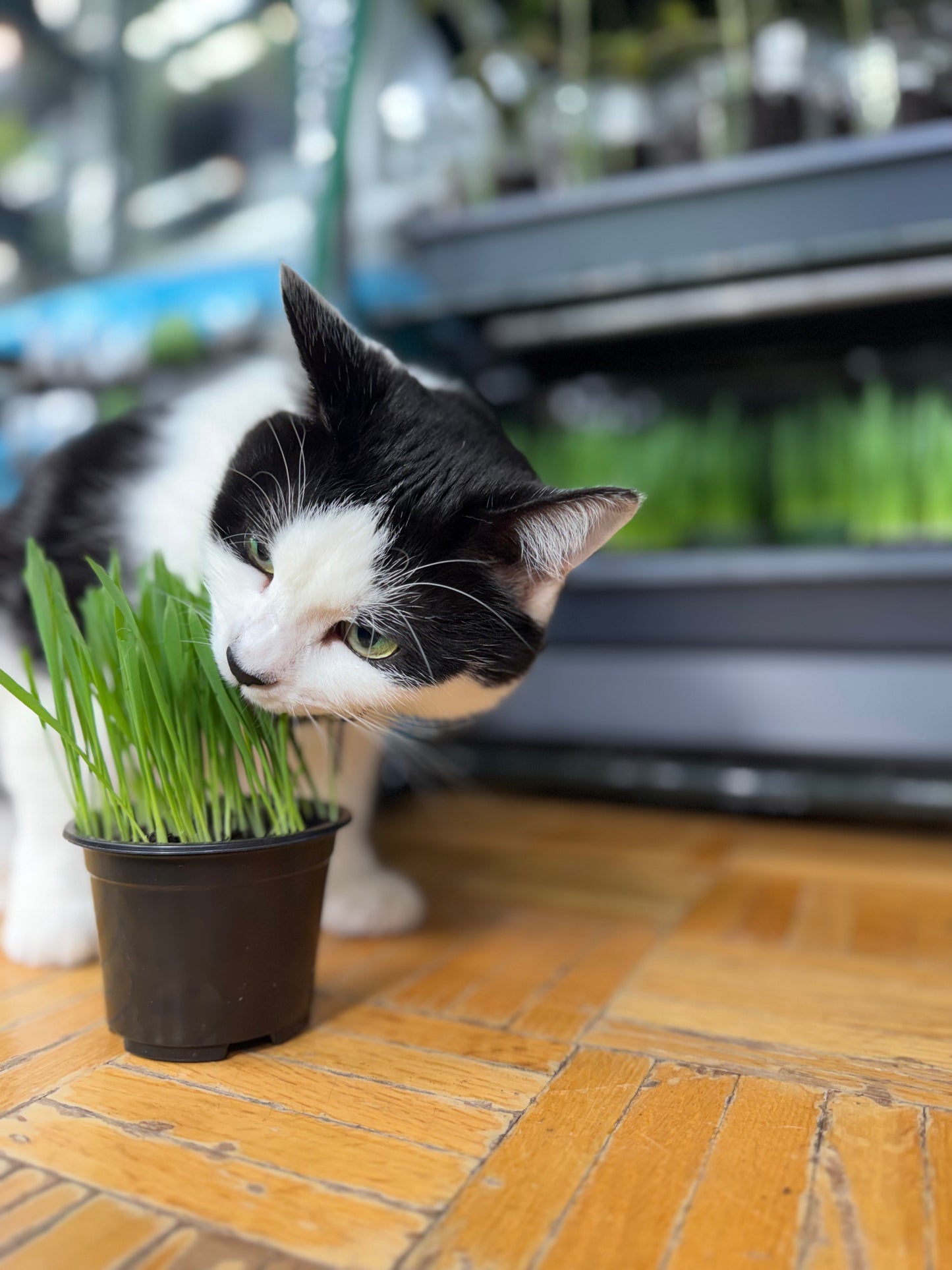 Cat Grass