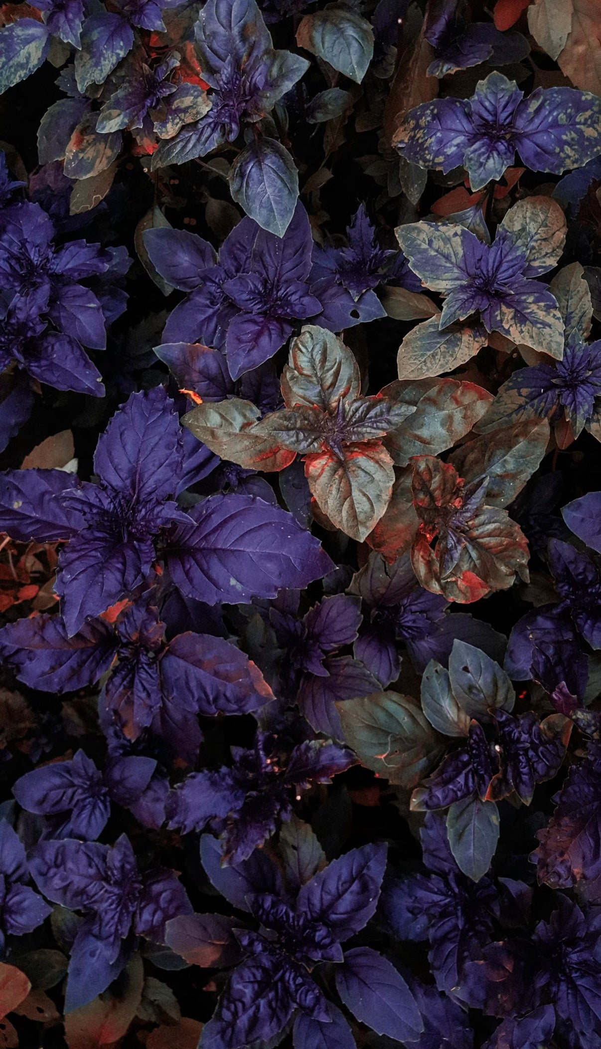 Dark Basil