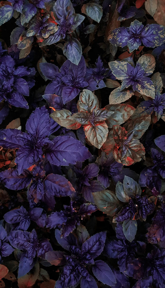 Dark Basil