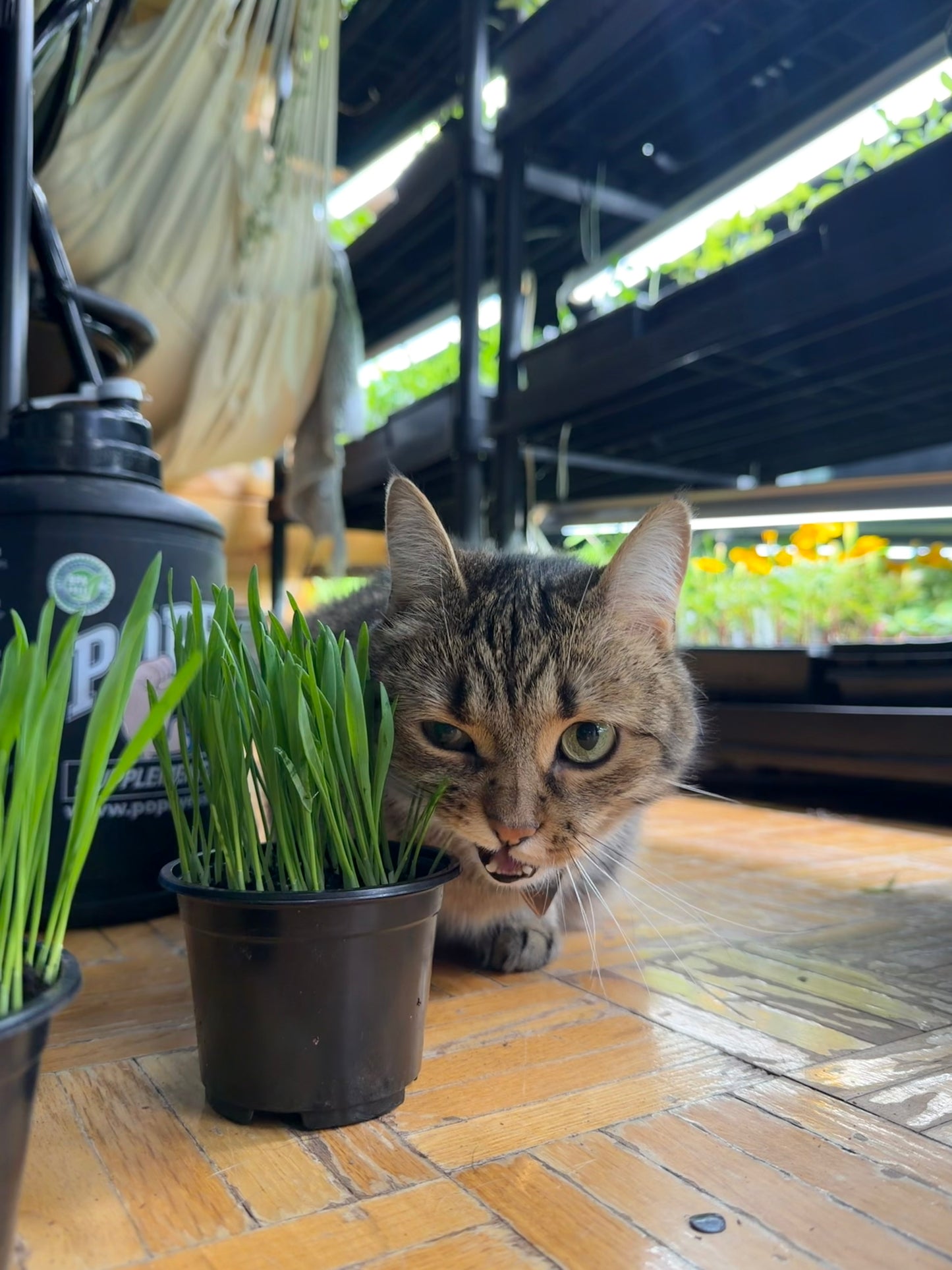 Cat Grass