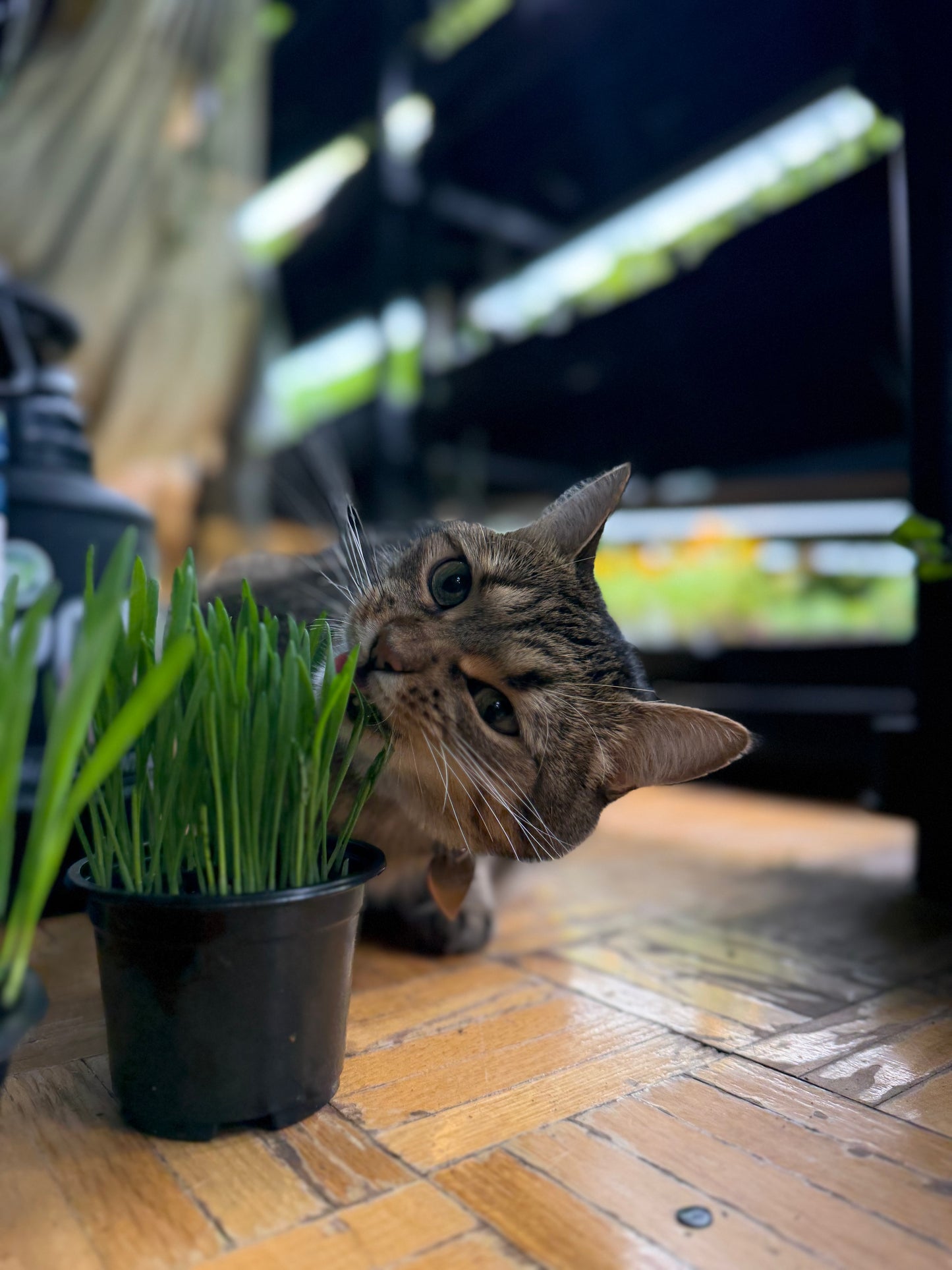 Cat Grass