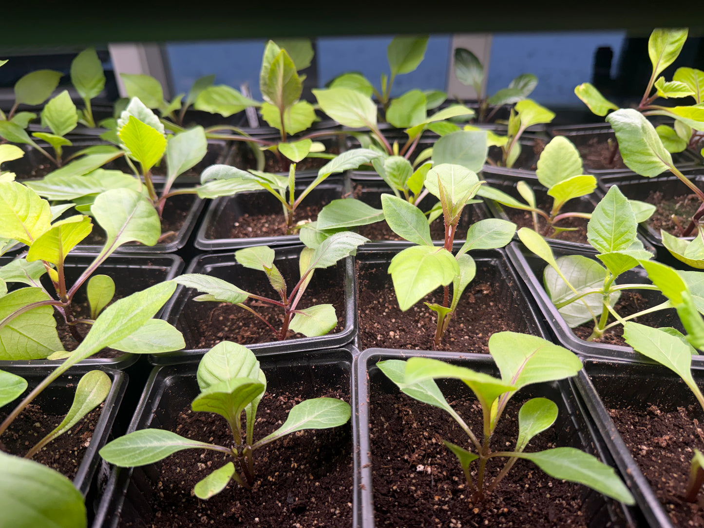 Showpiece Dahlia Seedling