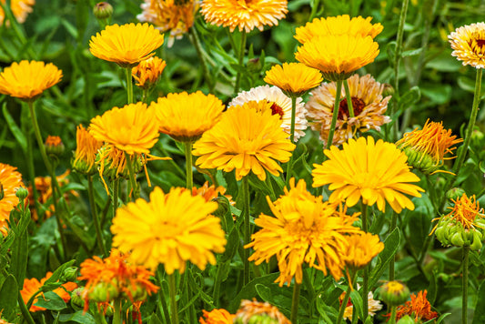 Calendula Seedlings