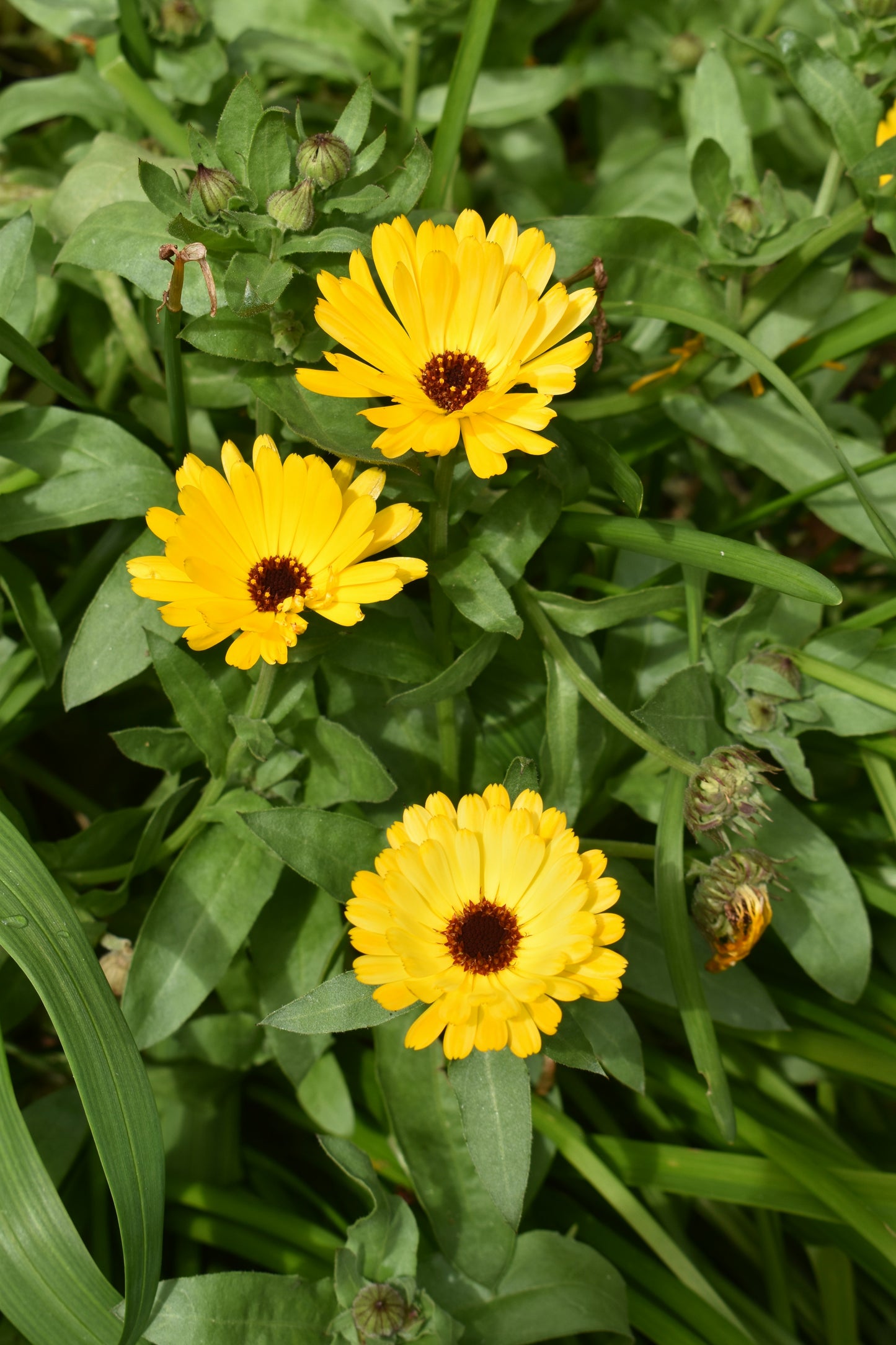 Calendula Seedlings