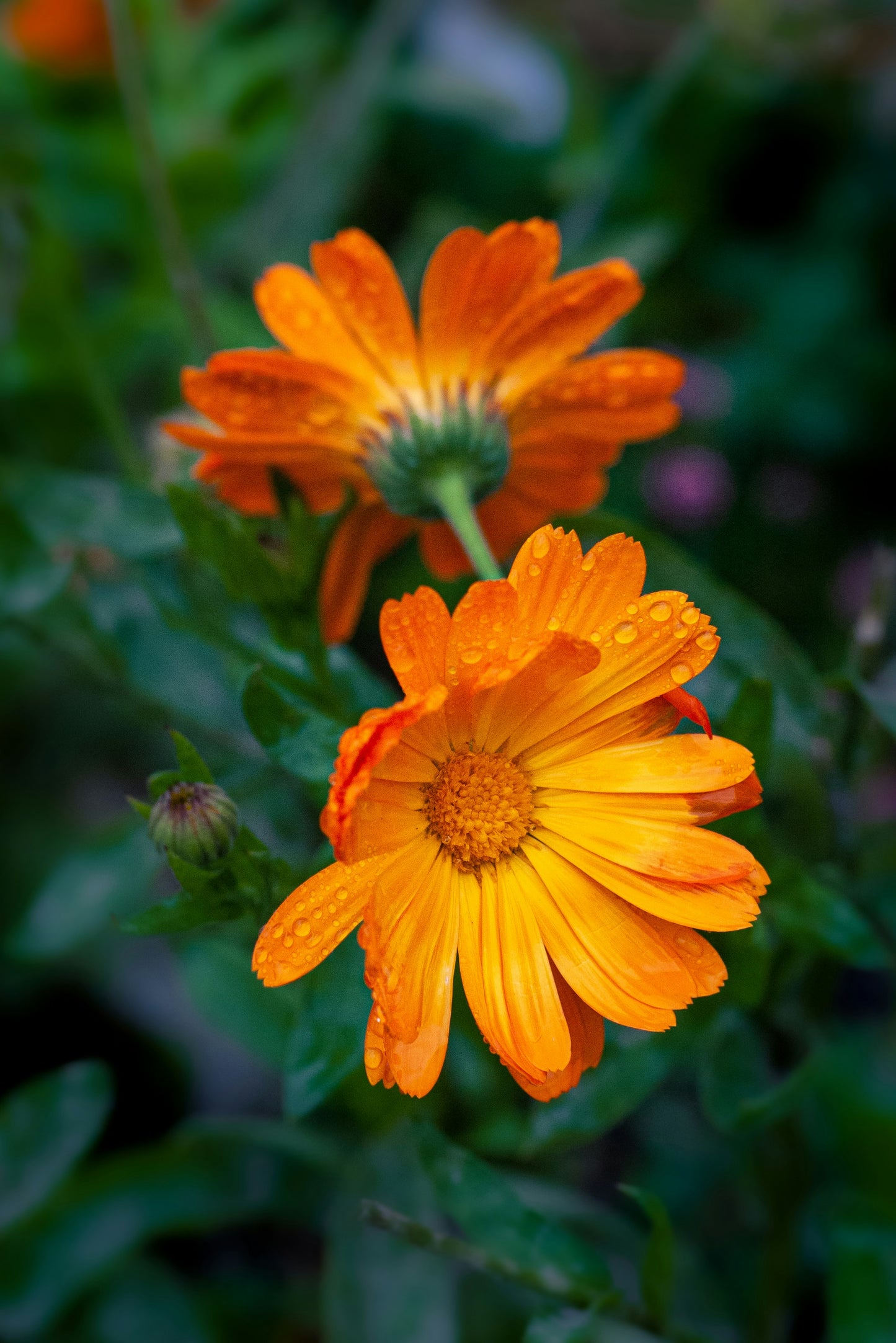 Calendula Seedlings