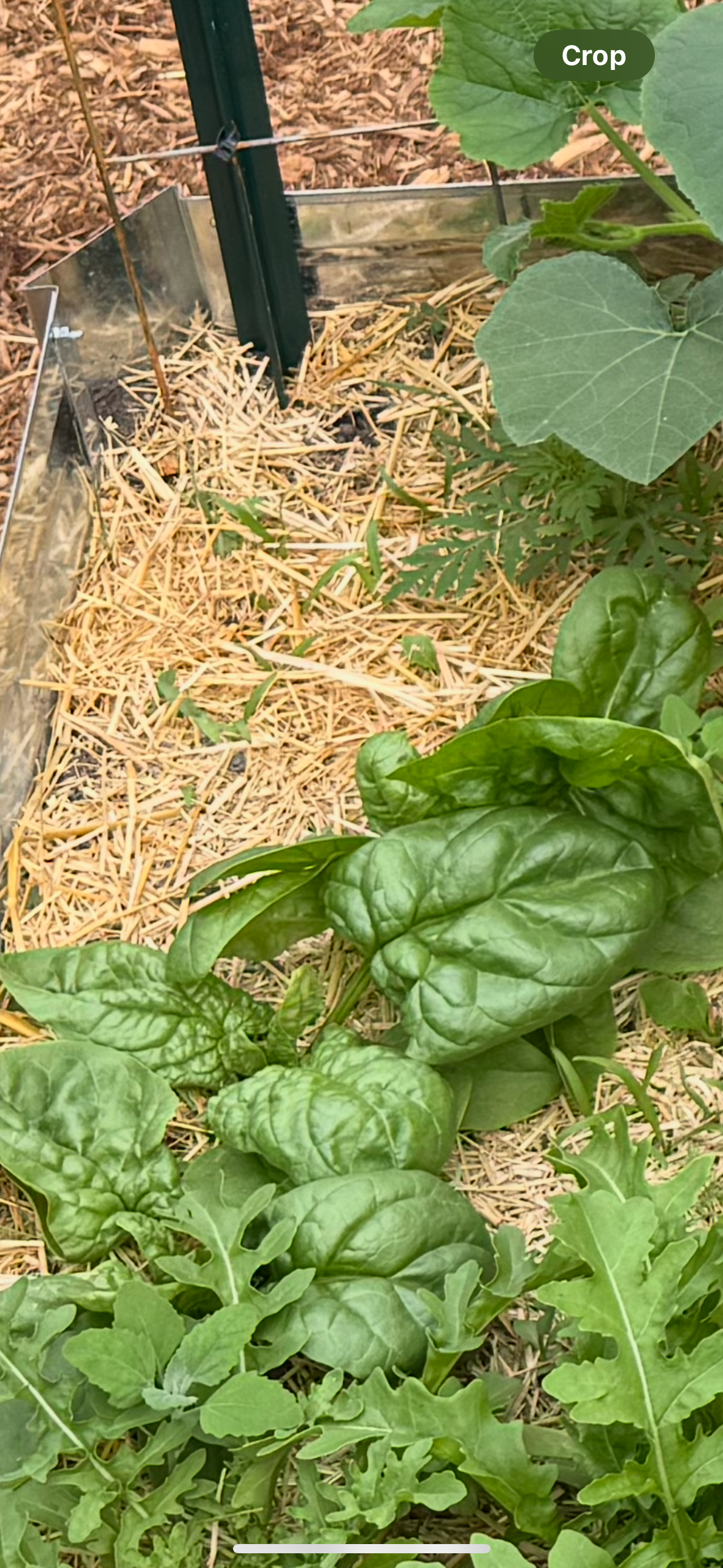 Butterflay Spinach Seedling