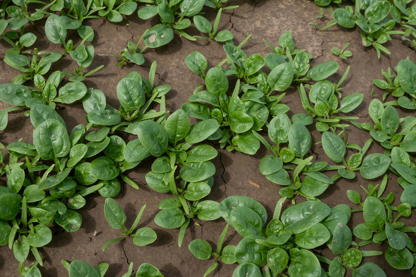 Butterflay Spinach Seedling