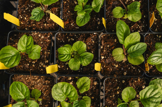 Imperial Star Hybrid Spinach Seedling
