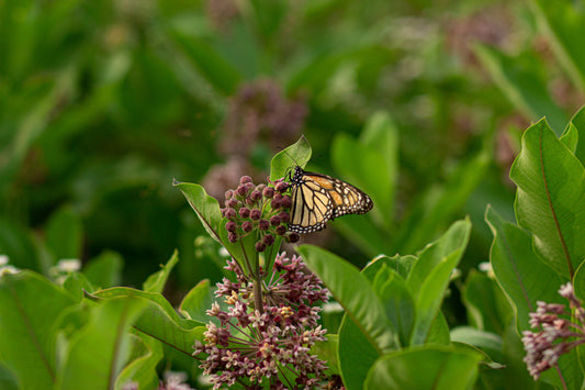 Milk Weed Seedling