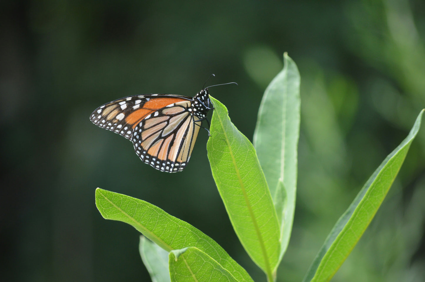 Milk Weed Seedling